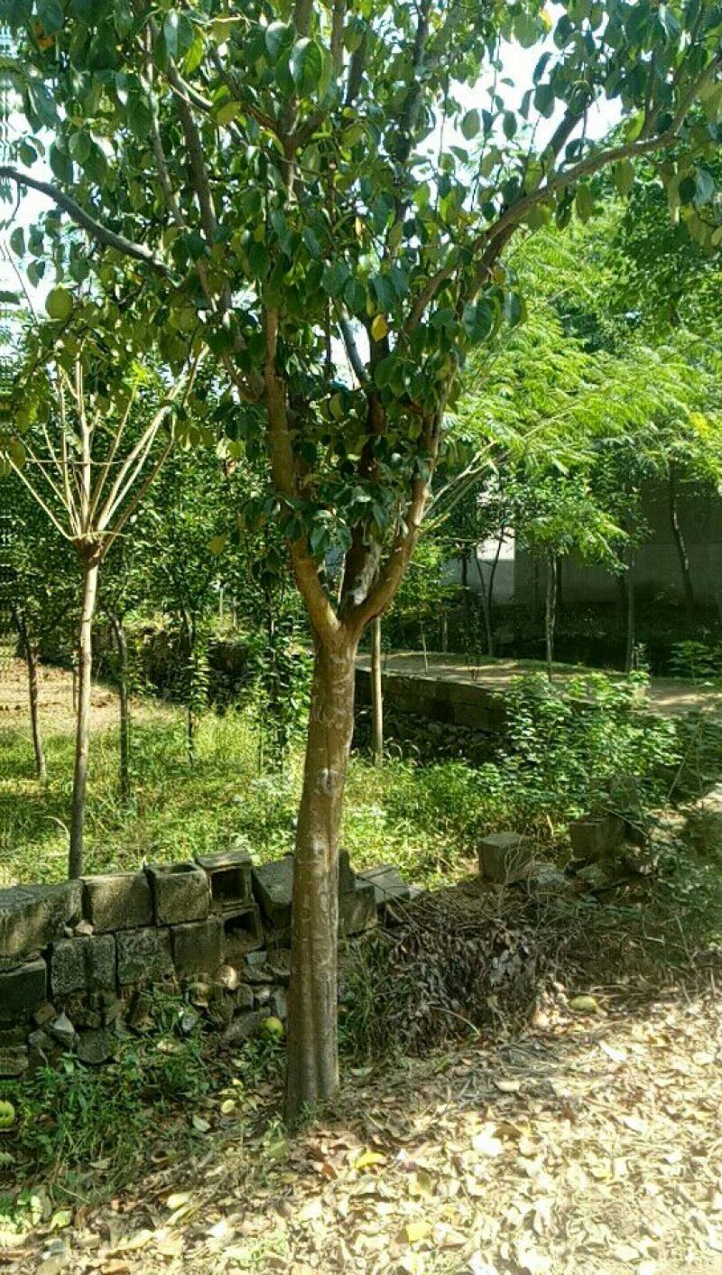 木瓜树10~20cm