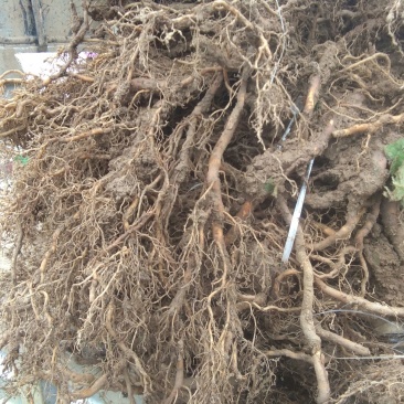 红心猕猴桃苗1~cm70~90cm嫁接苗