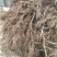 红心猕猴桃苗1~cm70~90cm嫁接苗