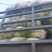 秦白2号白菜4~6斤净菜，合作社基地，商超电商无病害