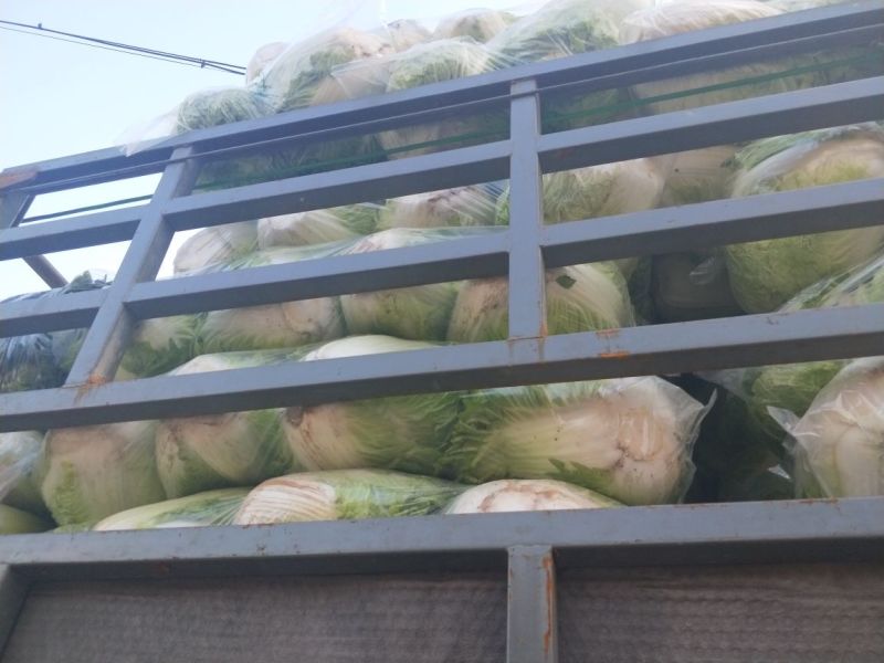 秦白2号白菜4~6斤净菜，合作社基地，商超电商无病害
