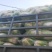 秦白2号白菜4~6斤净菜，合作社基地，商超电商无病害