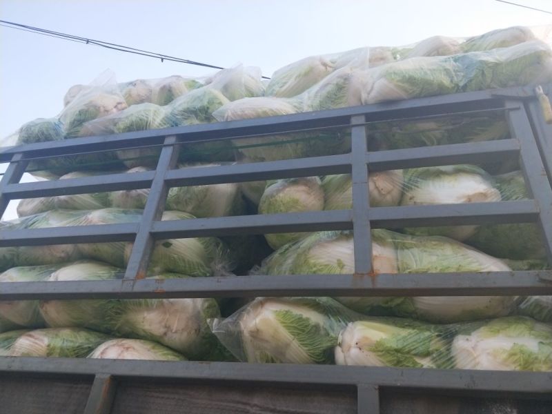 秦白2号白菜4~6斤净菜，合作社基地，商超电商无病害