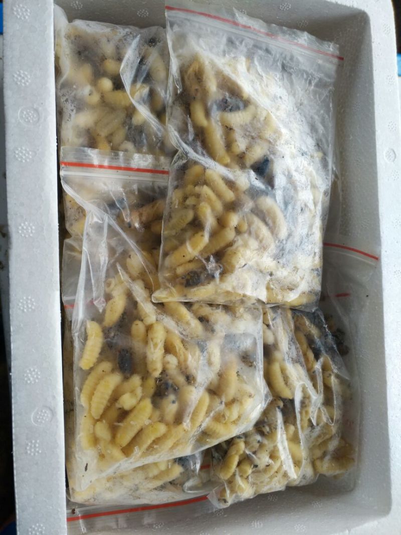 胡蜂平箱装
