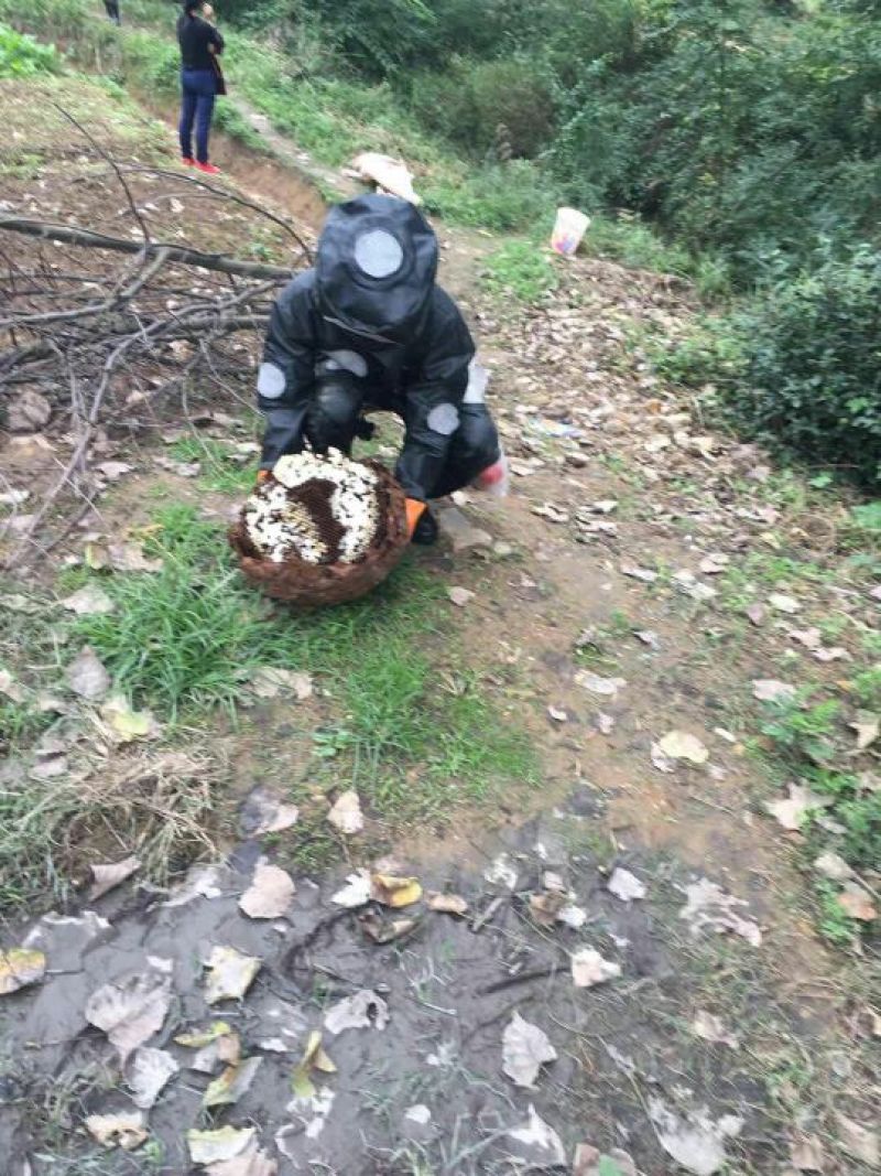 胡蜂平箱装