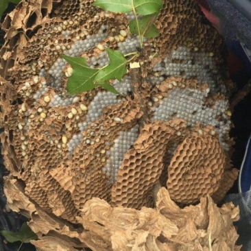 胡蜂平箱装