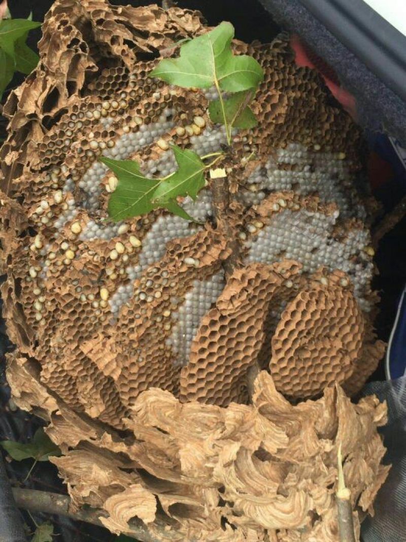 胡蜂平箱装