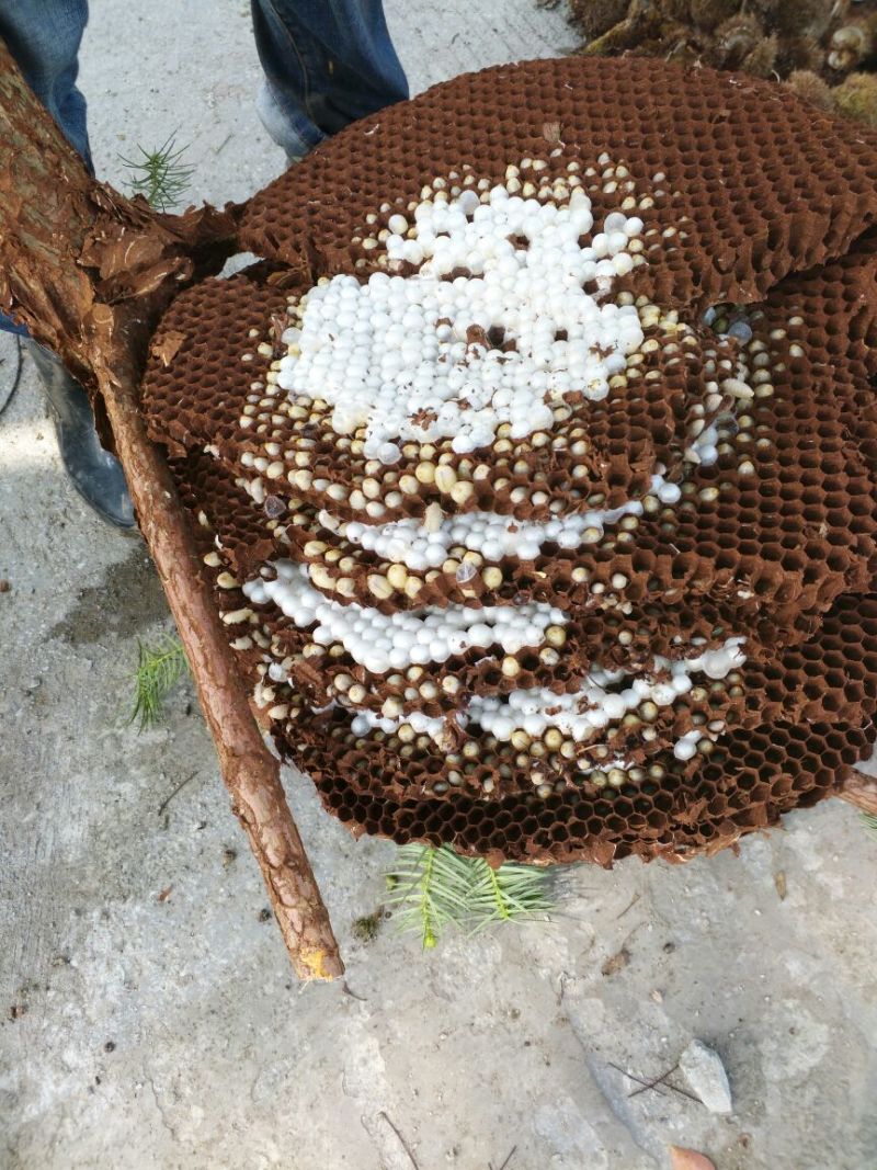 胡蜂平箱装