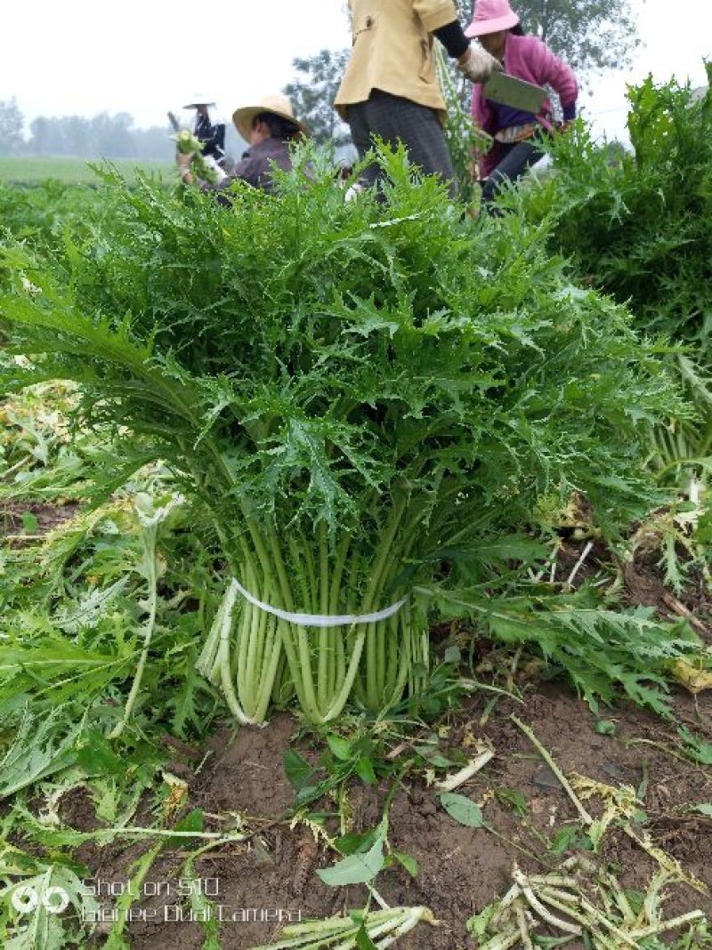 雪里红芥菜2两以上，鲜货量大从优对接全国