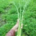 雪里红芥菜2两以上,鲜货量大从优对接全国