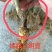 果桑苗韩国大白珍珠桑葚苗特甜味道好抗寒耐旱