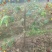 青枣苗50~80cm