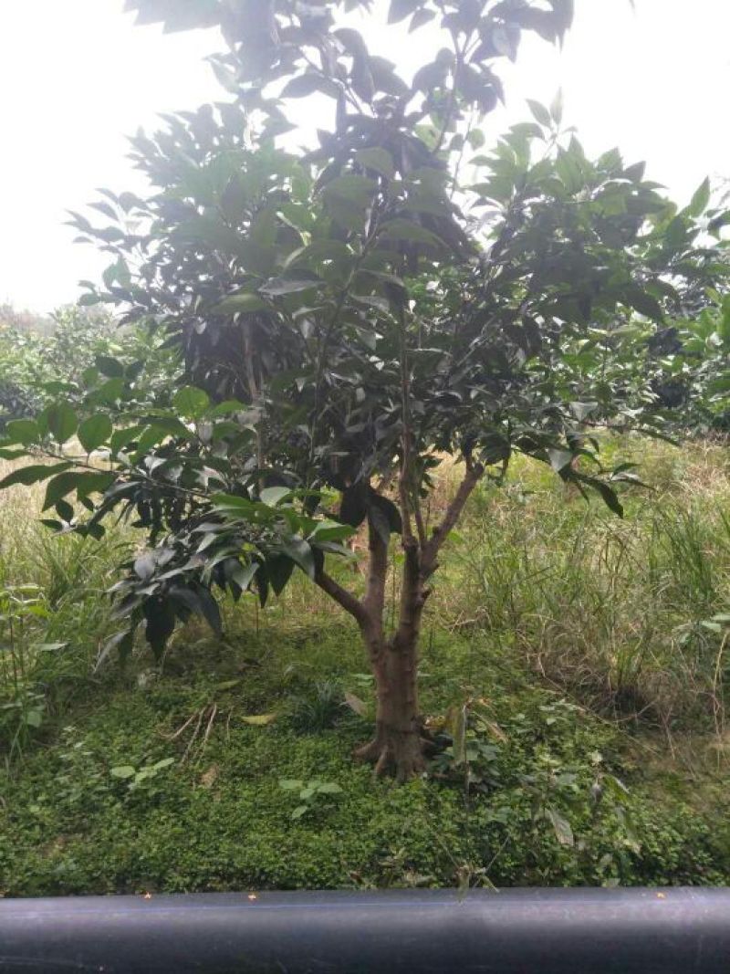 红橘苗80~120cm
