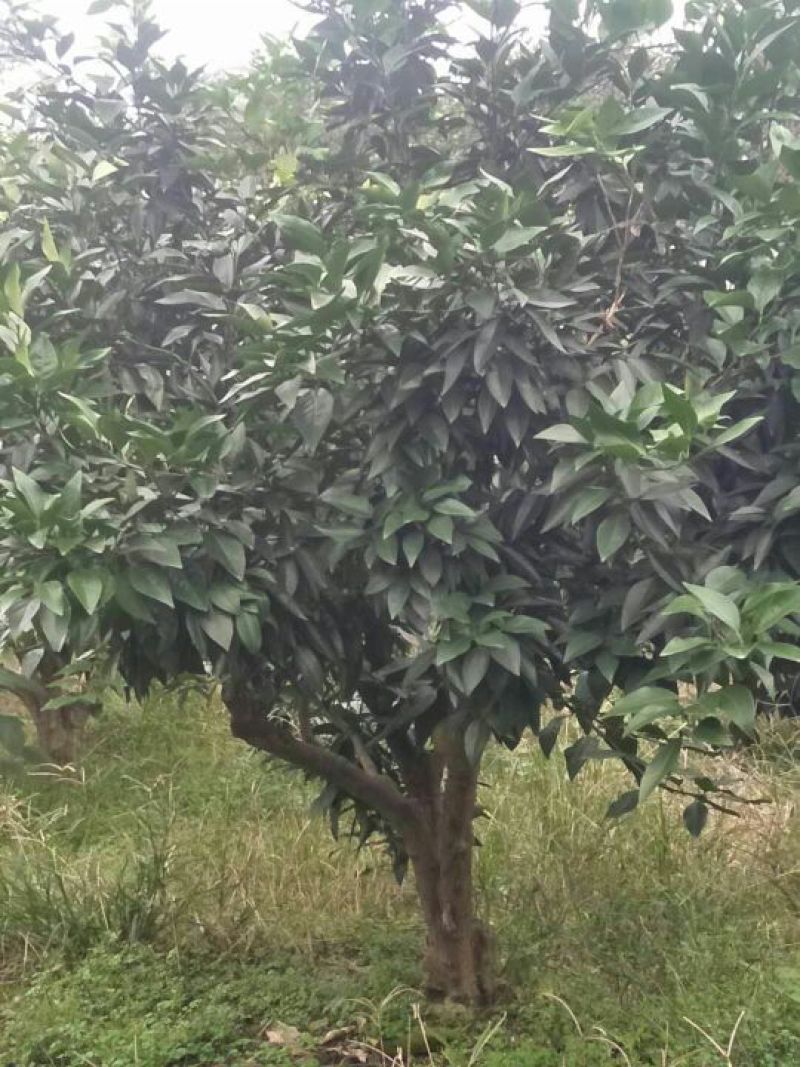 红橘苗80~120cm