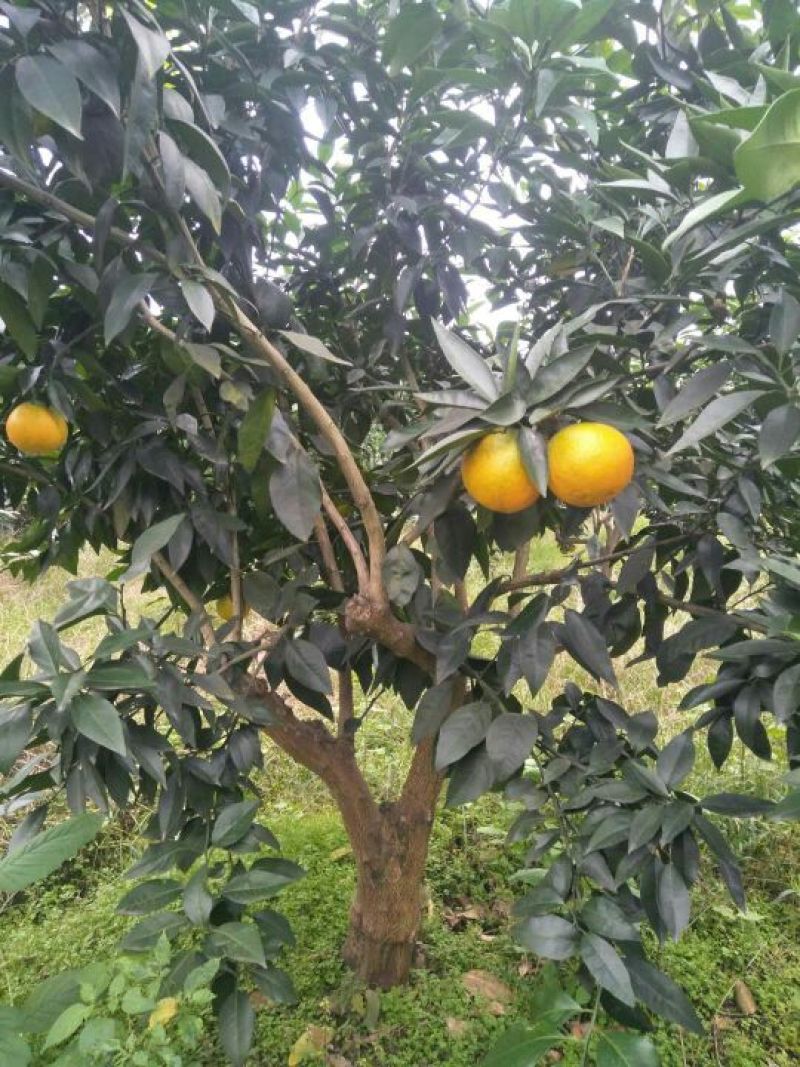 红橘苗80~120cm