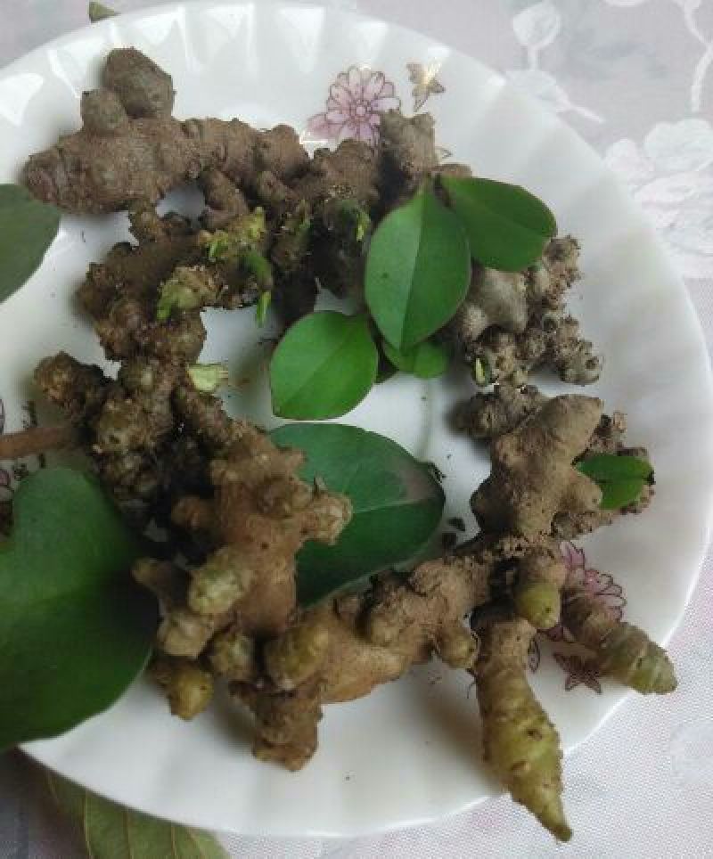 藤三七