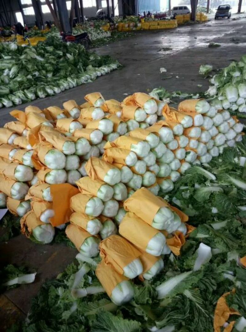 精品黄心菜白菜大量上市，欢迎各地市场，欢迎采购