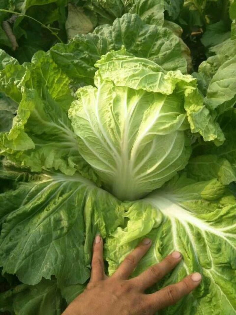 精品黄心菜白菜大量上市，欢迎各地市场，欢迎采购