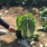 精品黄心菜白菜大量上市，欢迎各地市场，欢迎采购
