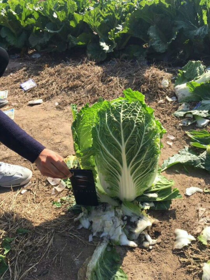 精品黄心菜白菜大量上市，欢迎各地市场，欢迎采购
