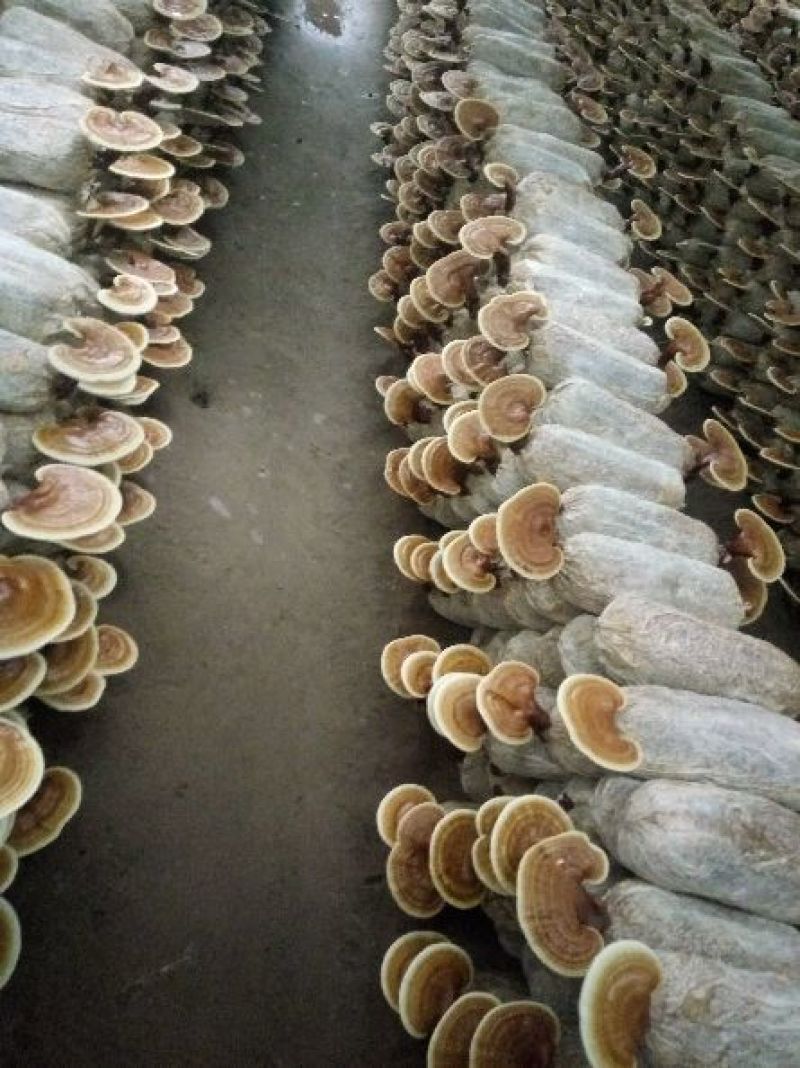 药用灵芝家种投料