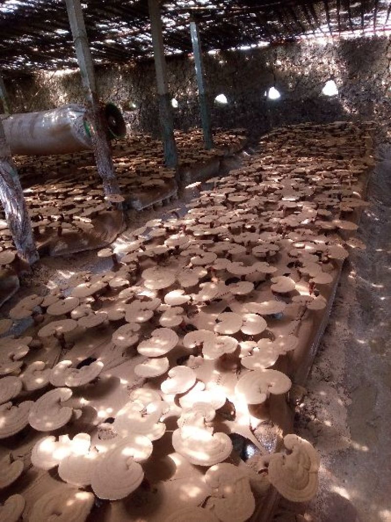 药用灵芝家种投料