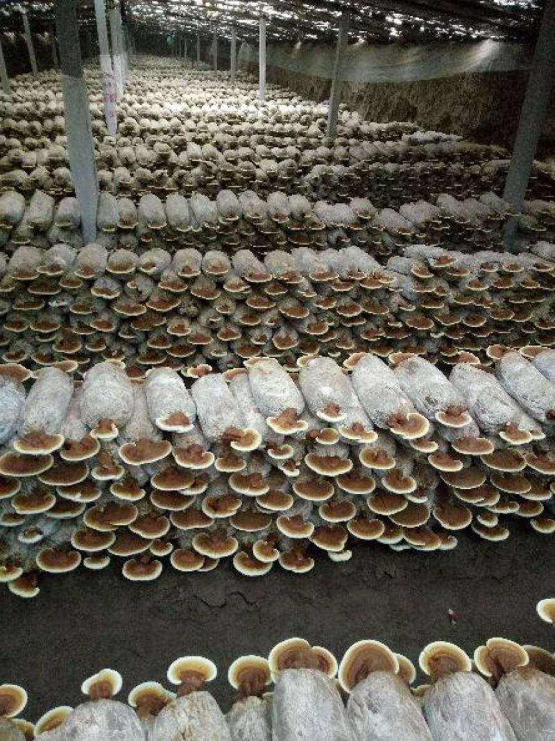 药用灵芝家种投料