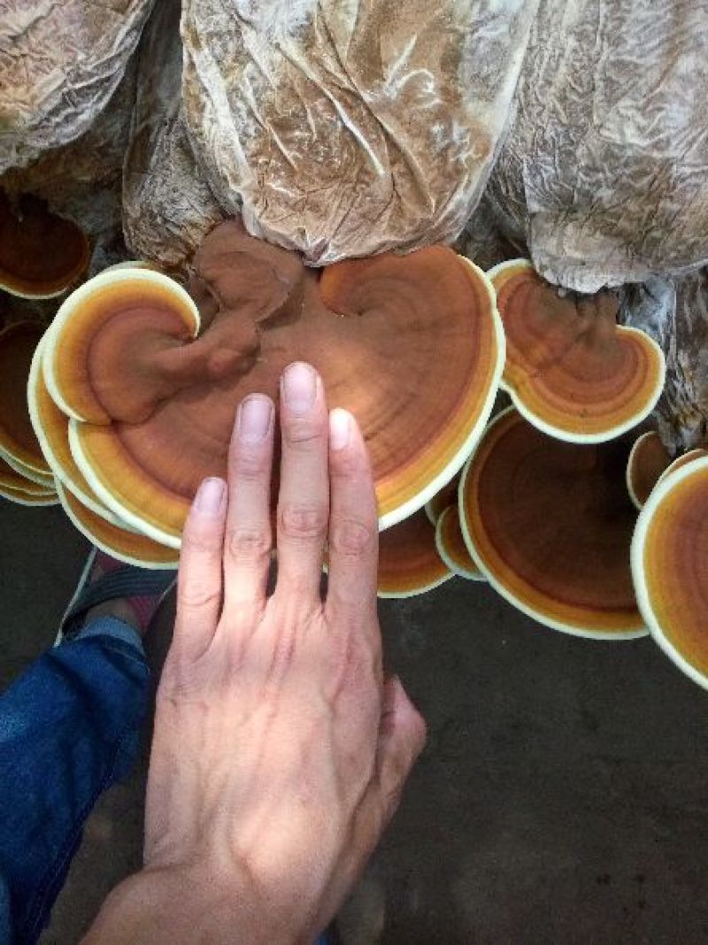 药用灵芝家种统个