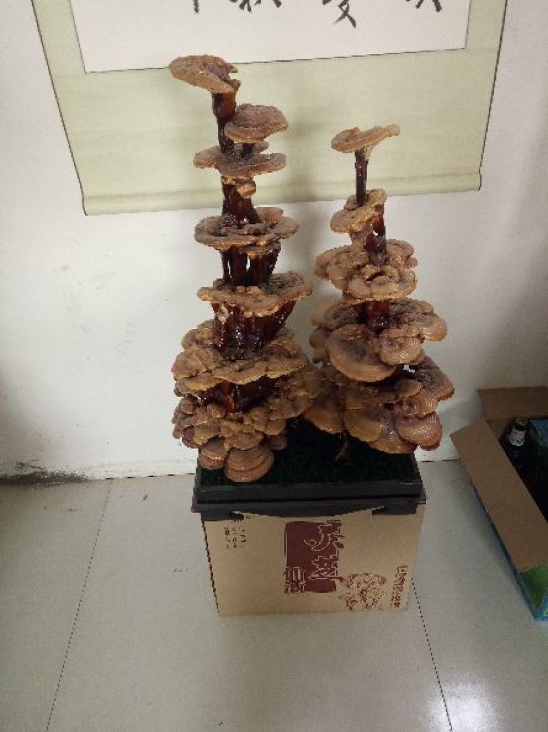 药用灵芝家种统个