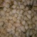 扇贝食用鲜活0.1只/kg以下