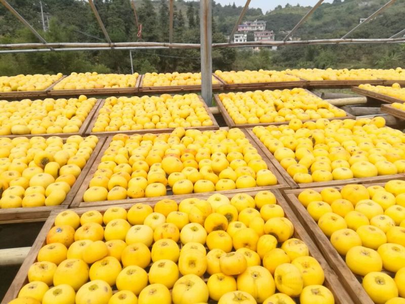 柿饼1~2两