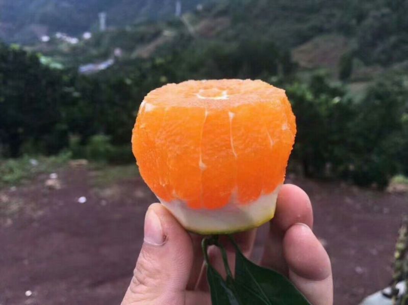 九月红脐橙支持一件代发