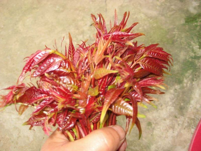 红油香椿苗包邮包活
