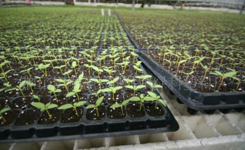 育苗穴盘育苗盘育苗杯塑料营养钵辣椒多肉蔬菜草莓苗木育苗器