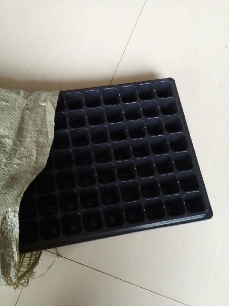 育苗穴盘育苗盘育苗杯塑料营养钵辣椒多肉蔬菜草莓苗木育苗器