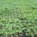 育苗穴盘育苗盘育苗杯塑料营养钵辣椒多肉蔬菜草莓苗木育苗器