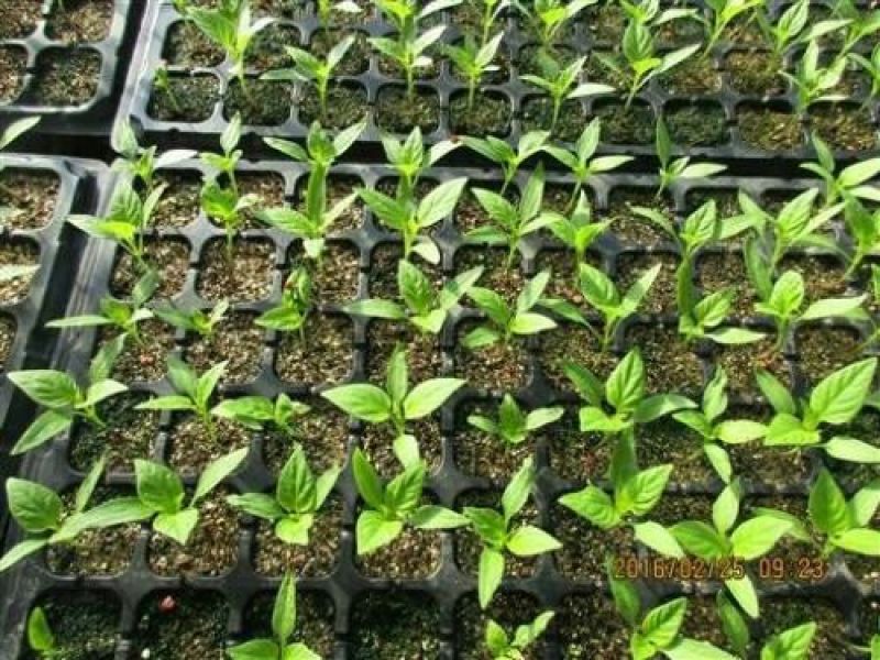 育苗穴盘育苗盘育苗杯塑料营养钵辣椒多肉蔬菜草莓苗木育苗器