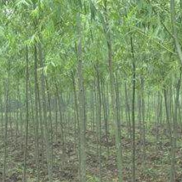 柳树种条2.5~3m