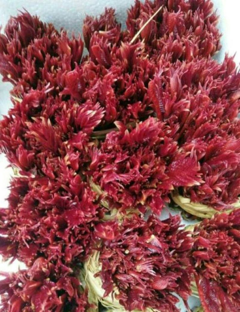 红油香椿苗包邮包活
