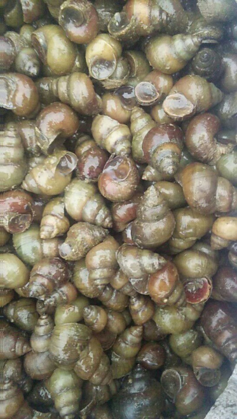 河蚌