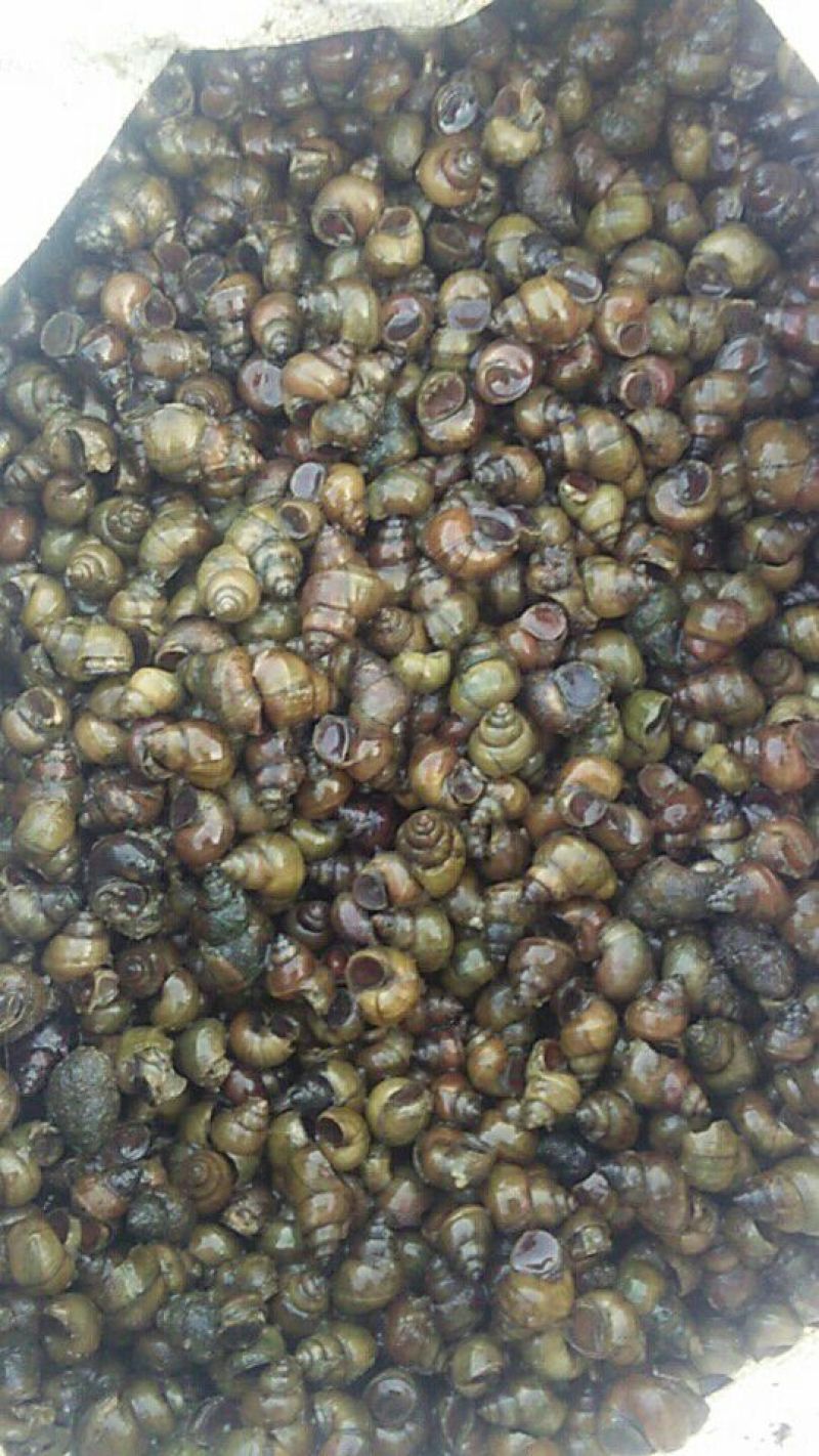 河蚌