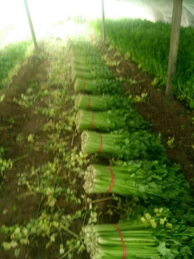 芹菜，法国皇后西芹砀山县万亩芹菜大量上市中