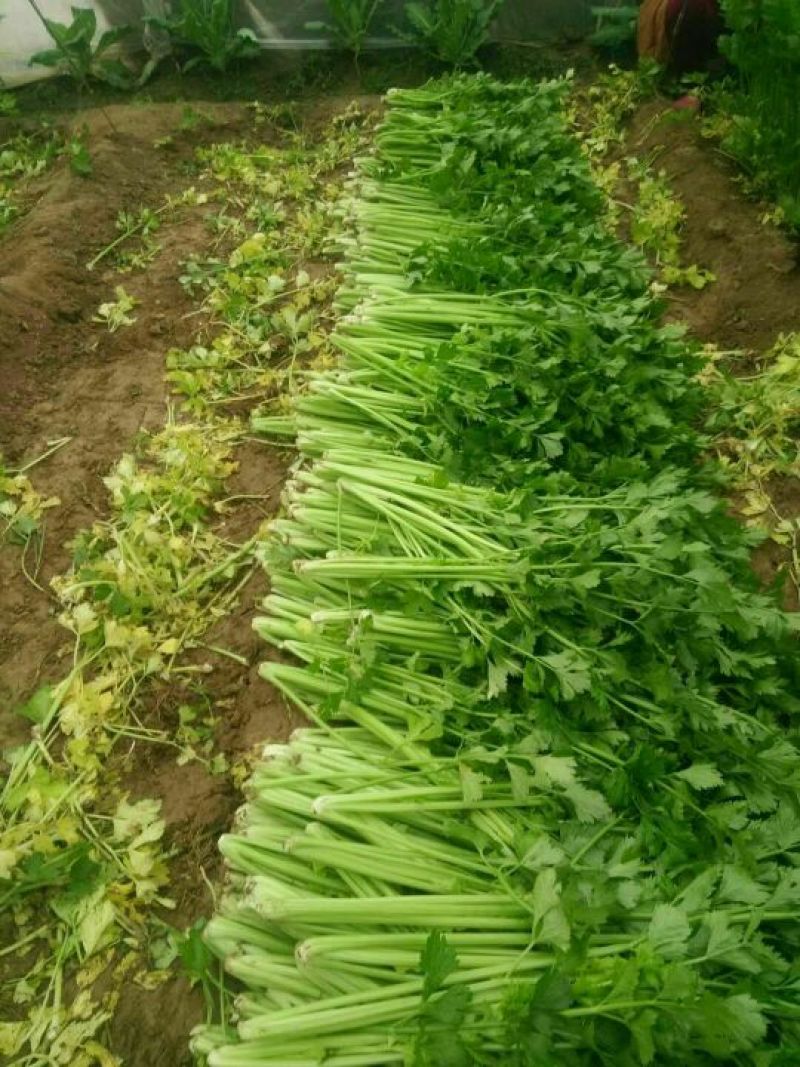 芹菜，法国皇后西芹砀山县万亩芹菜大量上市中