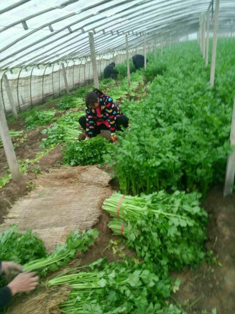 芹菜，法国皇后西芹砀山县万亩芹菜大量上市中