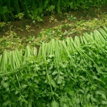 芹菜，法国皇后西芹砀山县万亩芹菜大量上市中