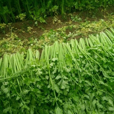 芹菜，法国皇后西芹砀山县万亩芹菜大量上市中