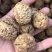 麻核桃去皮40mm以上干