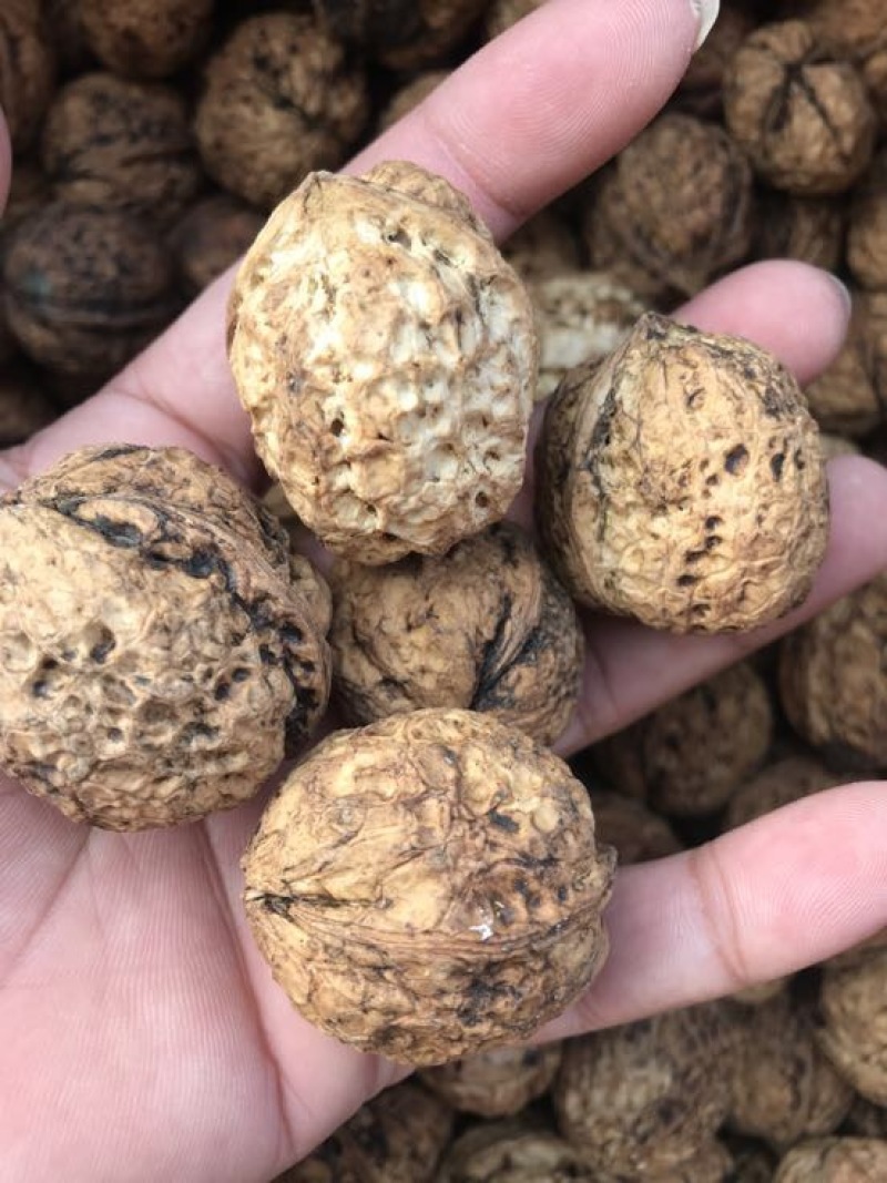 麻核桃去皮40mm以上干