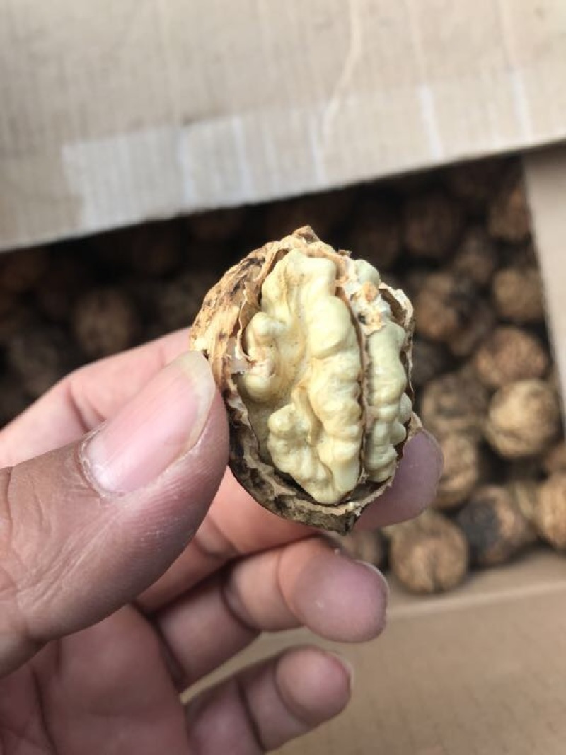 麻核桃去皮40mm以上干