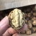 麻核桃去皮40mm以上干